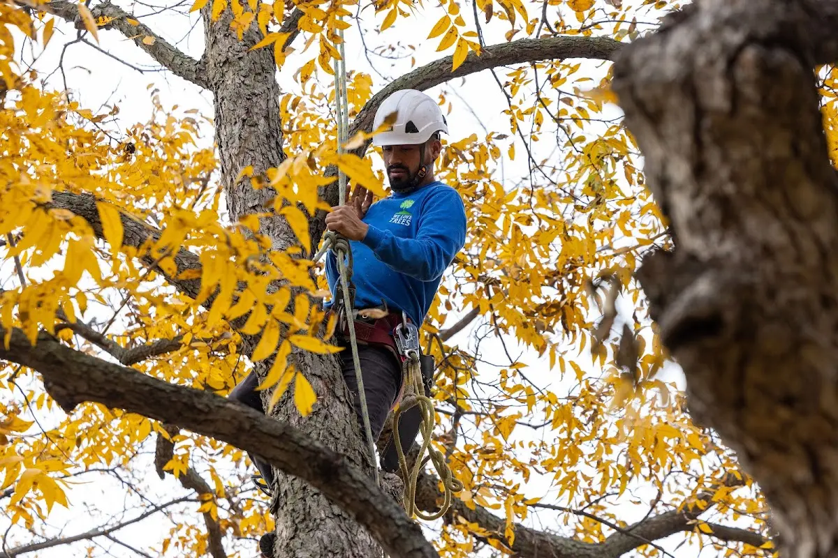 Skilled Tree Transplanting crew working in Morrisville